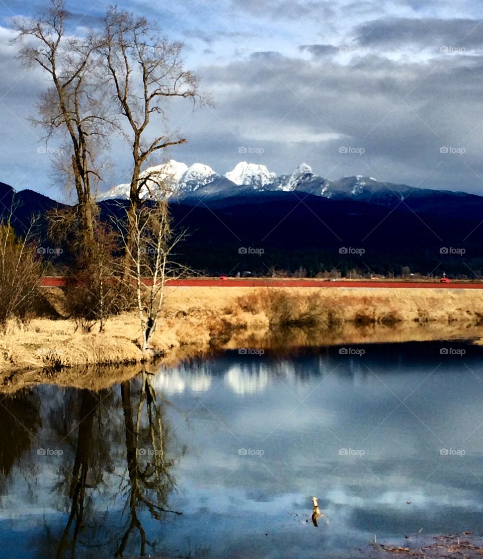 Winter reflections of barren trees along the dykes