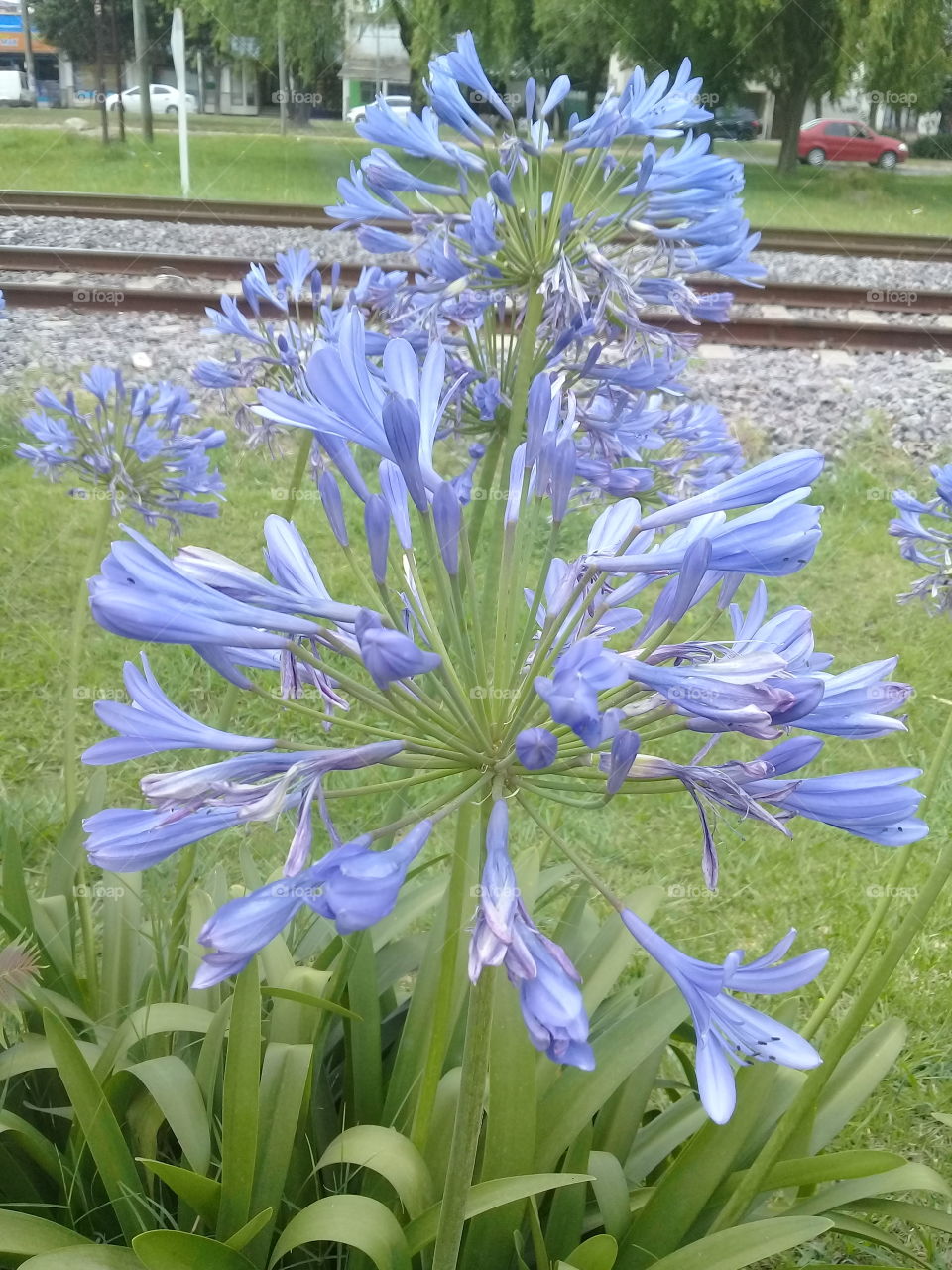arbusto de jardín de nombre desconocido en plena floración plantado junto a las vías del ferrocarril.
