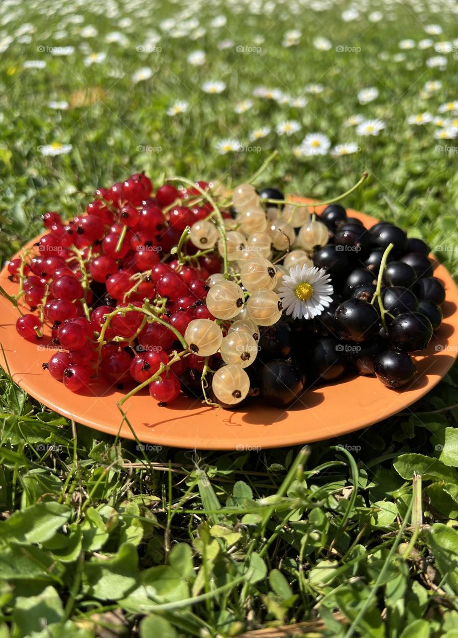 Summer treats! Juice summer berries. Red currant, black currant , yellow currant. Delicious and tasty. 