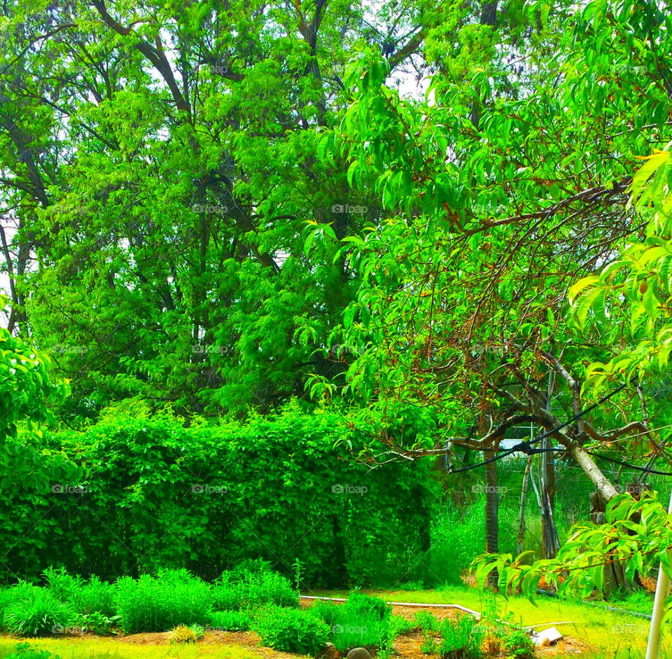 Backyard Forest Garden