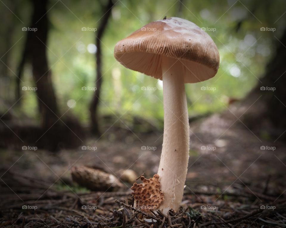 mushroom