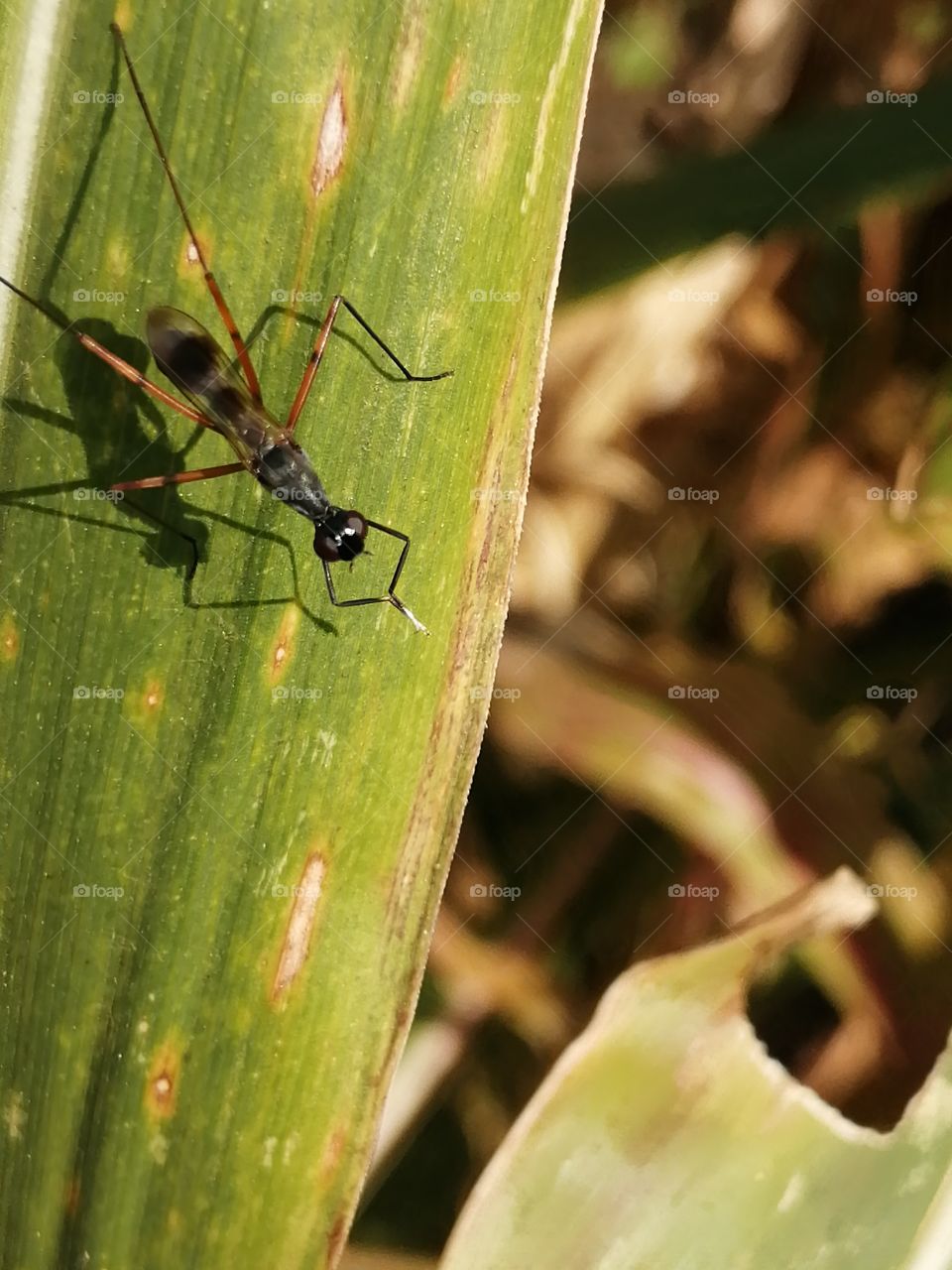 Stilt legged flies on the leaves are the inscet that are small and slender.