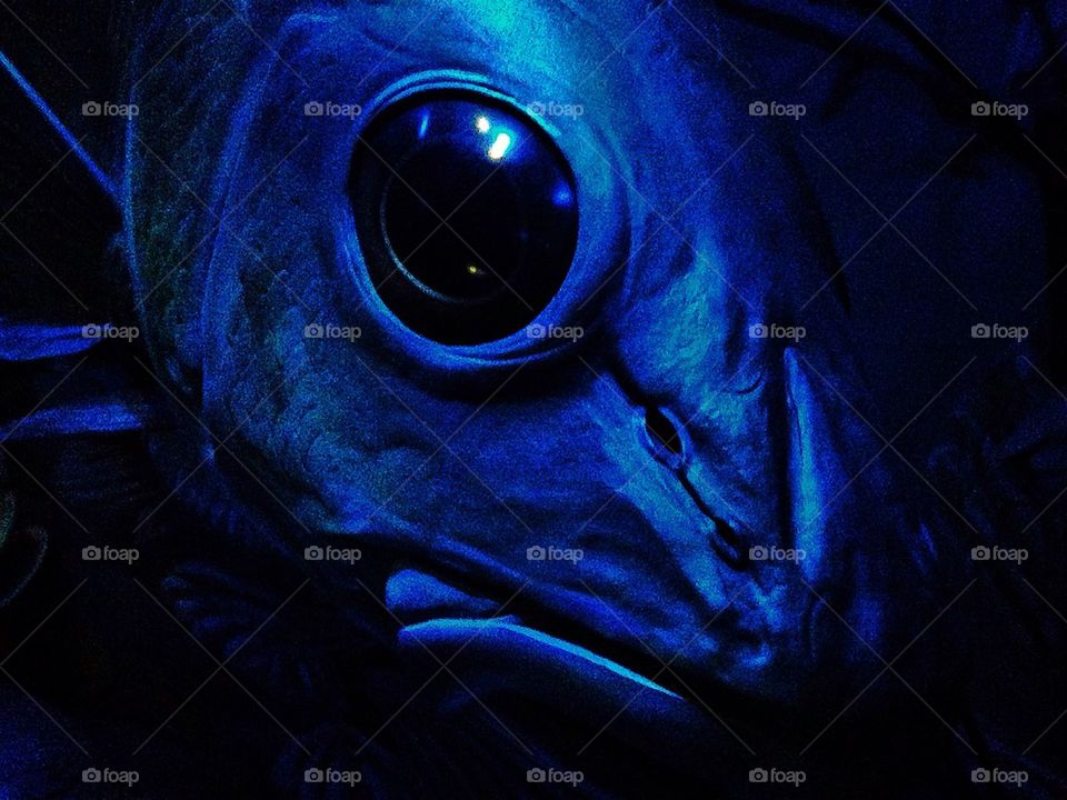 Stare From The Darkness!