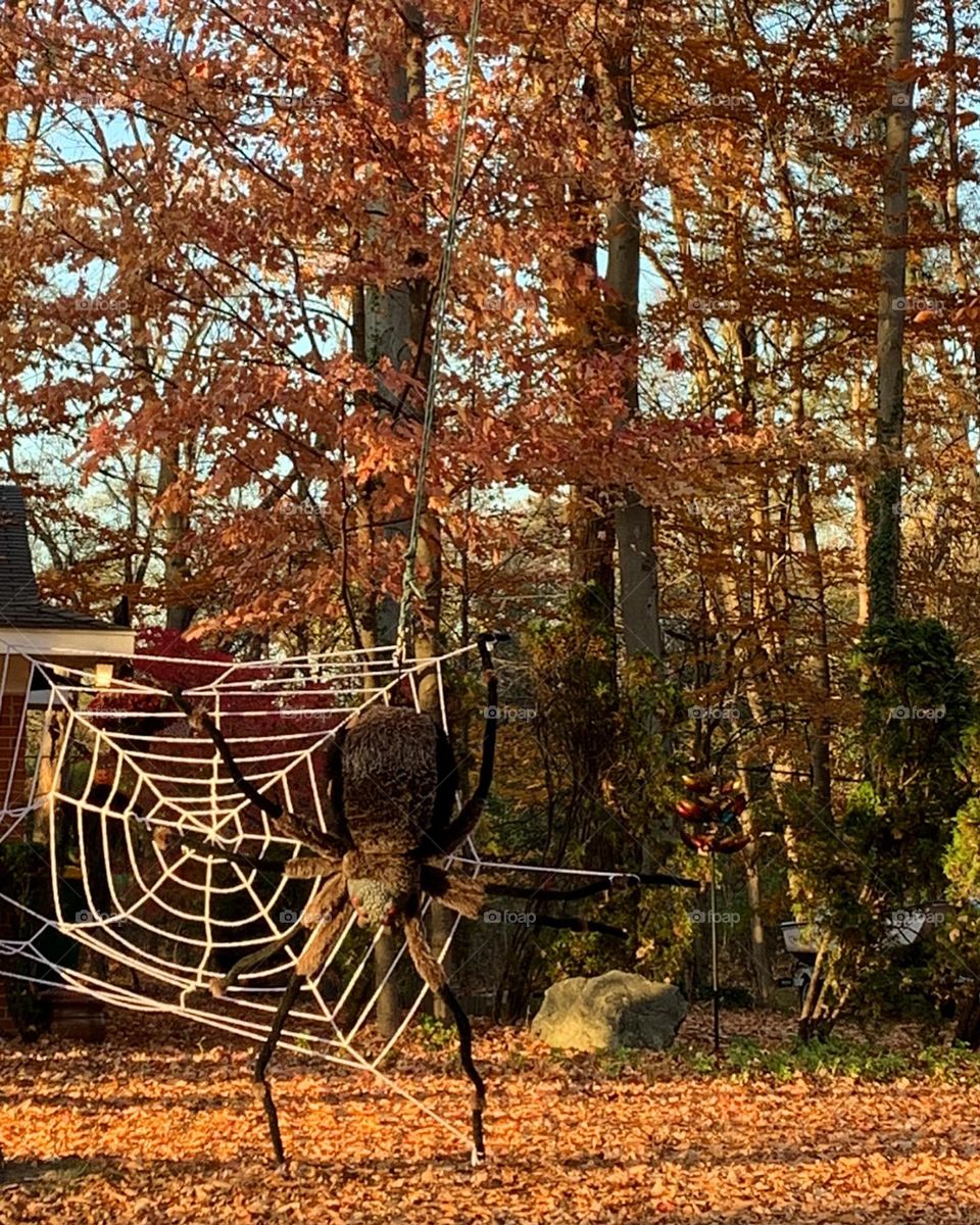 Biggest Spider in the World 🤣