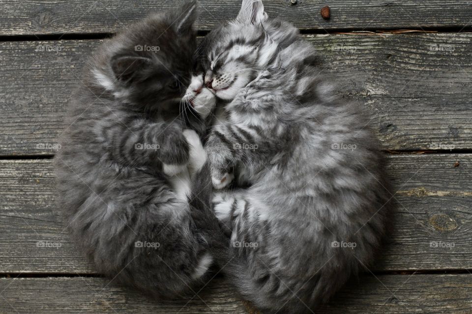 Fluffy little cats