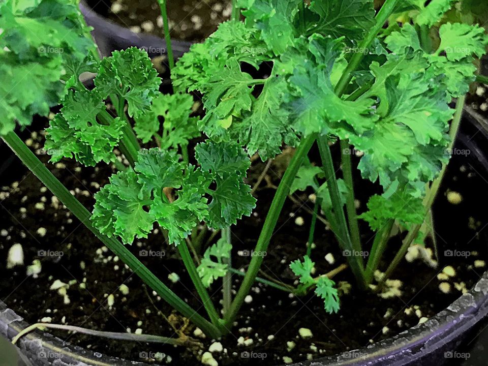 Home grown green herbs.