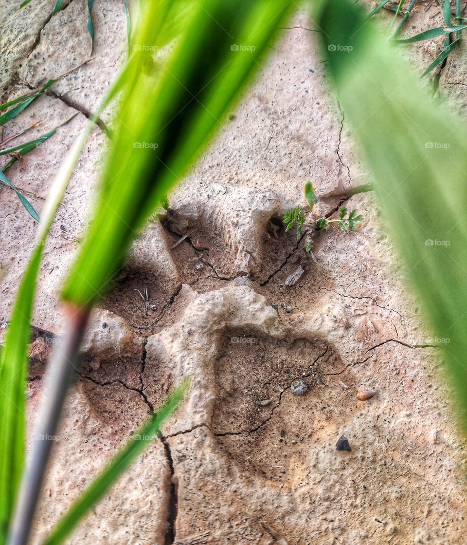 footprint, foot of Dog, animal foot