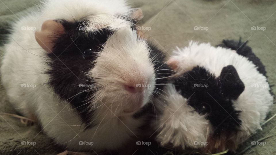 guinea pig love