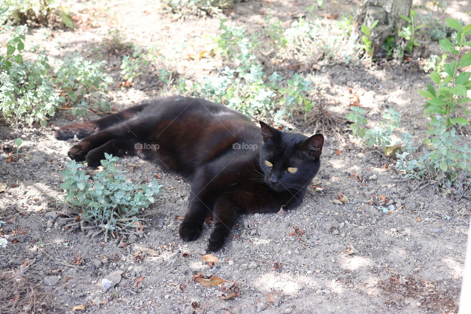 Lazy black cat on the farm