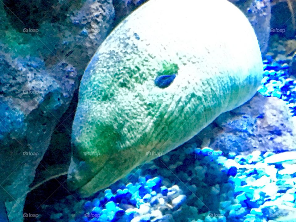 Eel, Long Beach Aquarium