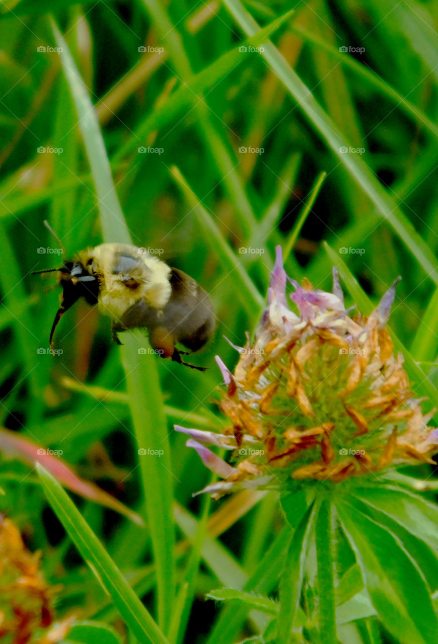 Bee's are an important part of our environment! They pollinate and feed on wild plants which becomes part of their life cycle! They struggle to survive in our environment because of direct and over use of chemicals! "Bee Aware"!