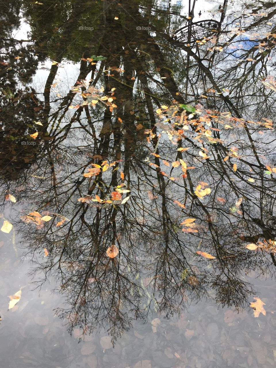 Tree reflection in a small pond