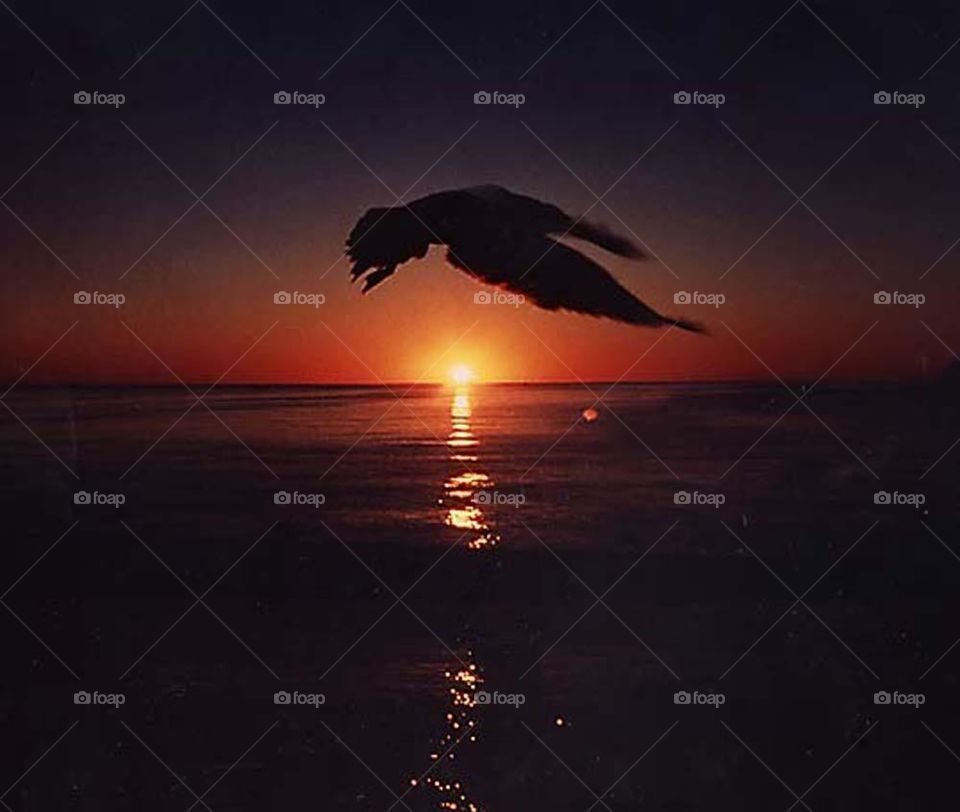 sunset bird
