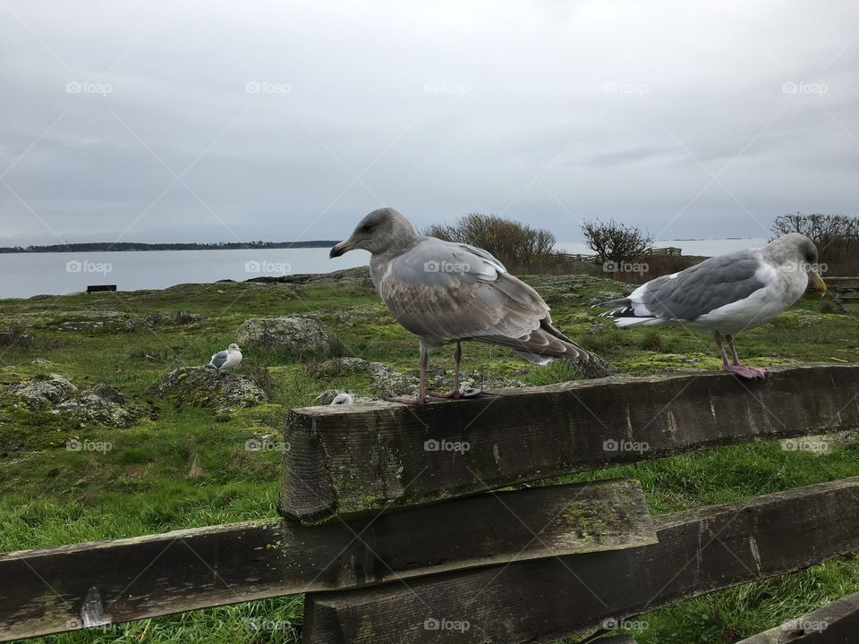 Seagulls turning their backs to each other