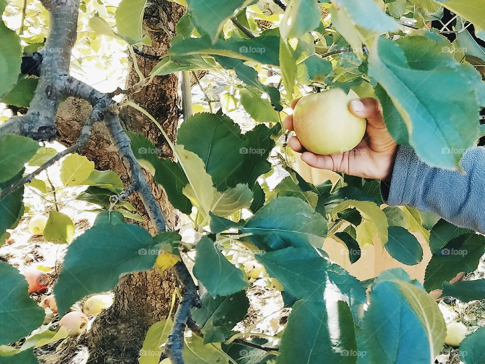 apple pickin'