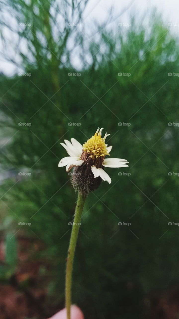 No Person, Nature, Outdoors, Flower, Flora