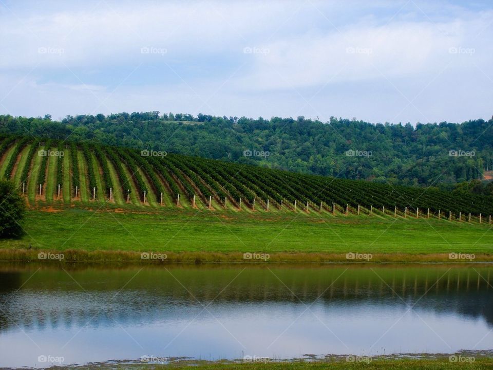 Virginia wine country
