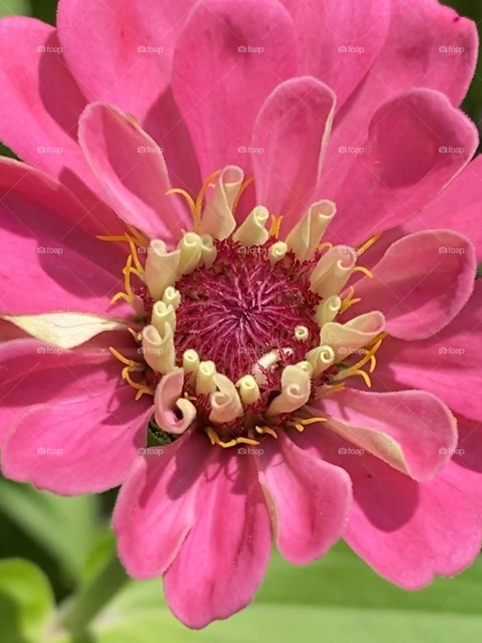 Pink zinnia close up fills frame 