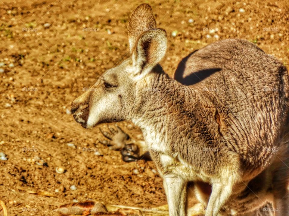 Australian Outback Kangaroo