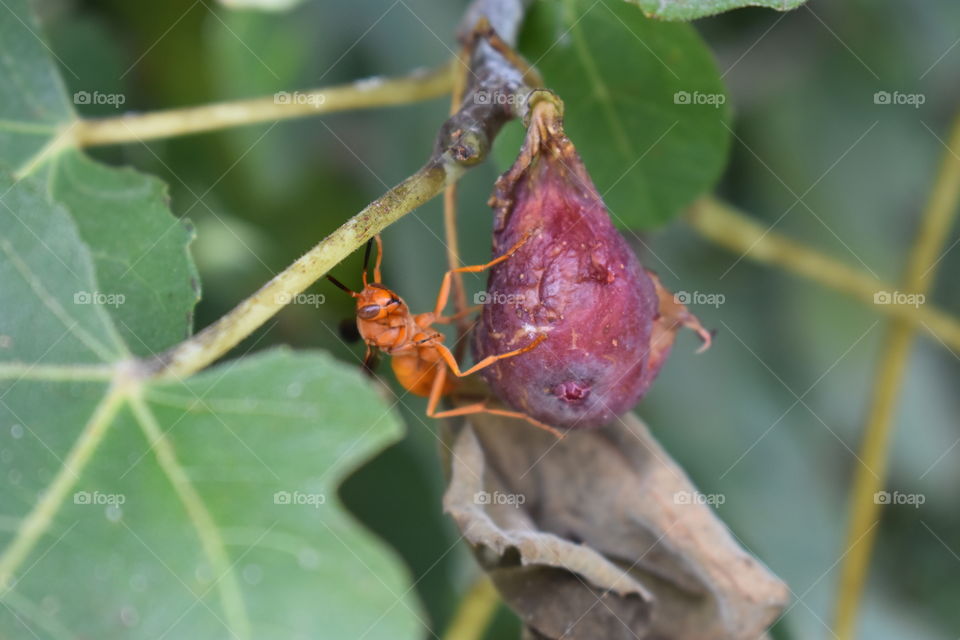wasp eating a fig