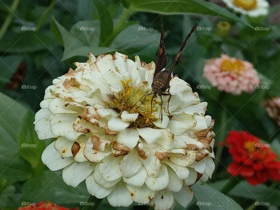 Butter fly inspecting a white flower