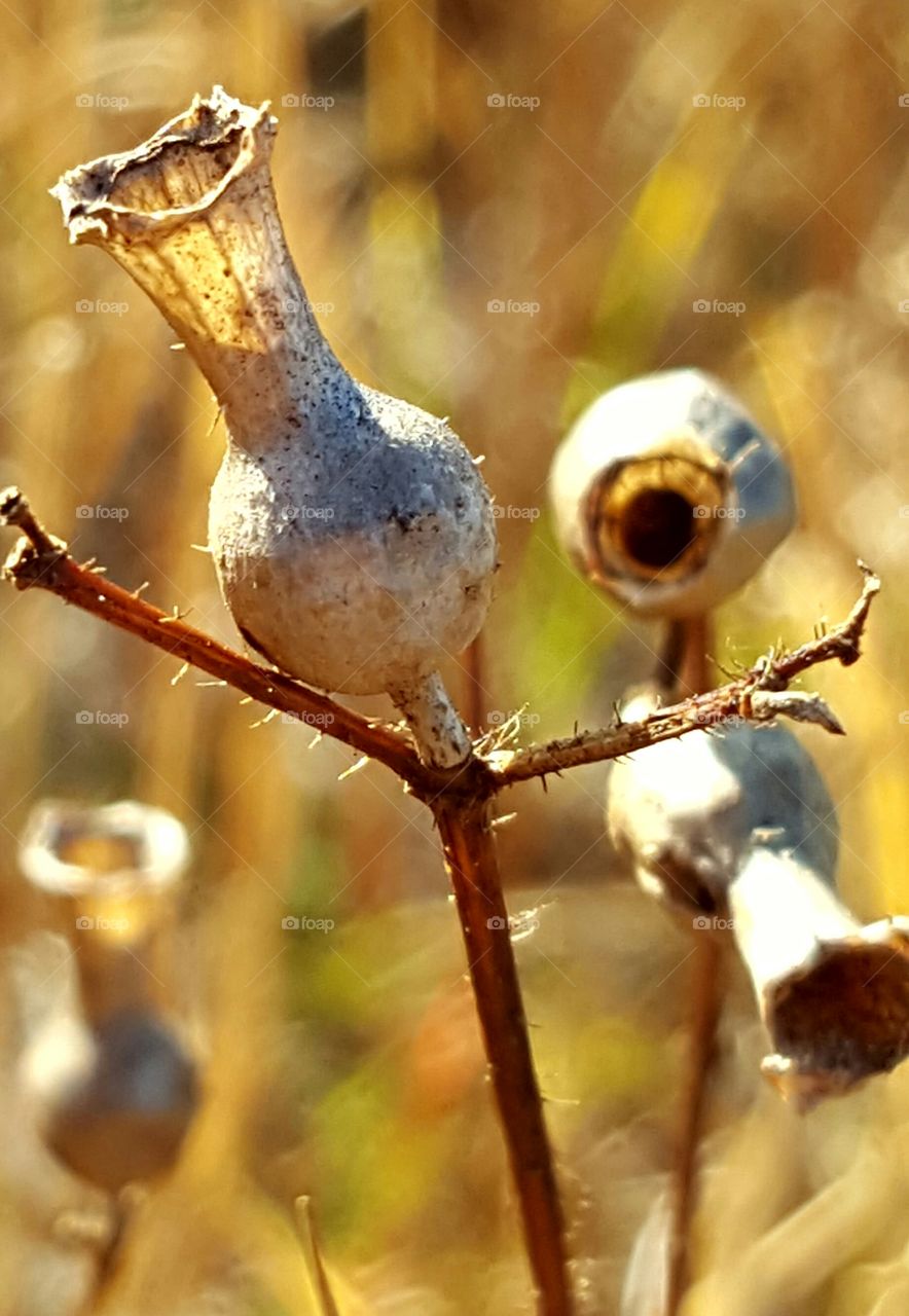 Nature, No Person, Closeup, Wildlife, Food