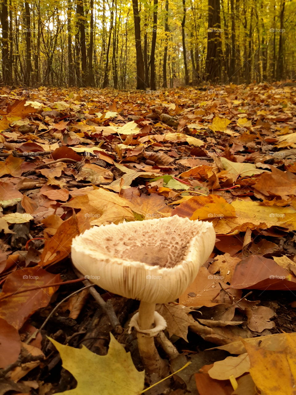 Close-up of mushroom in autumn