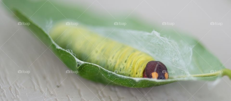 Green worm eating my Wisteria Tree