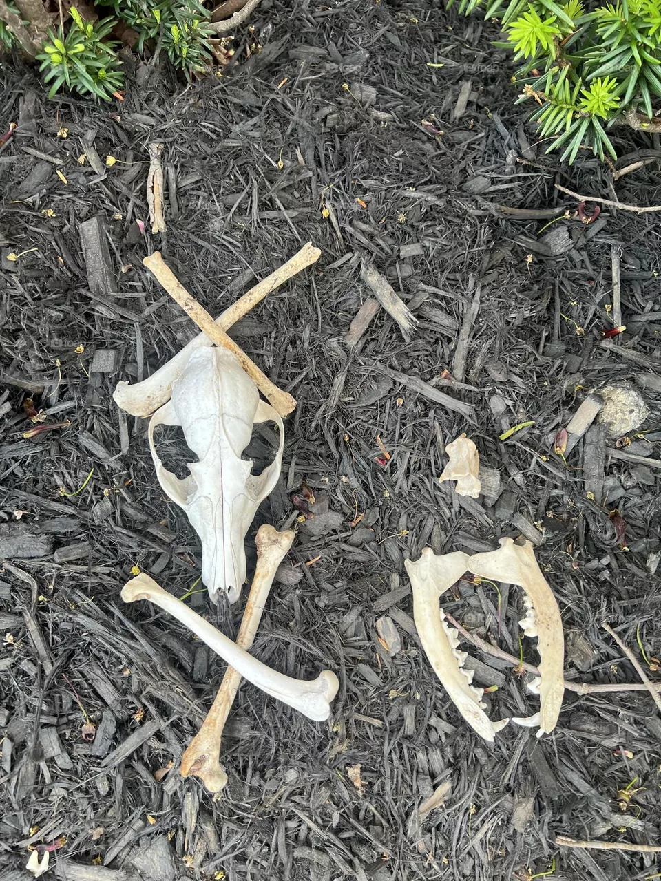 Cross bones 