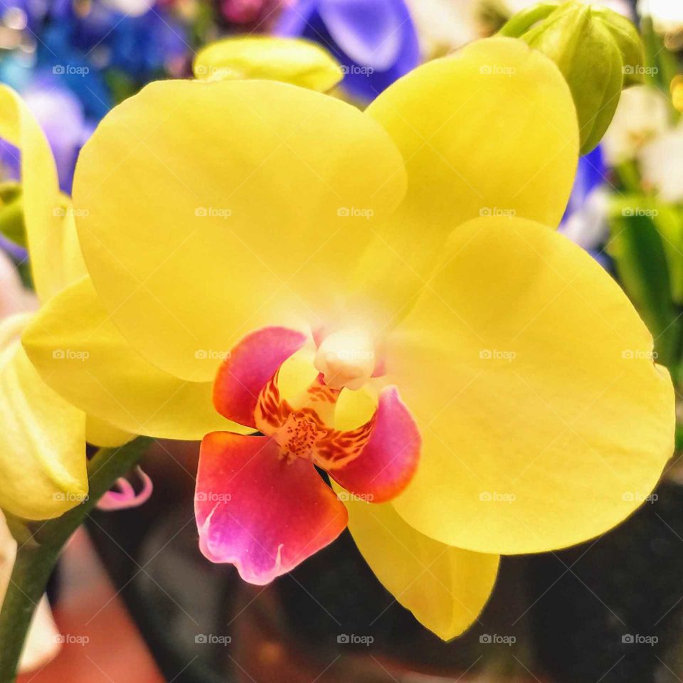 A bright yellow and pink orchid