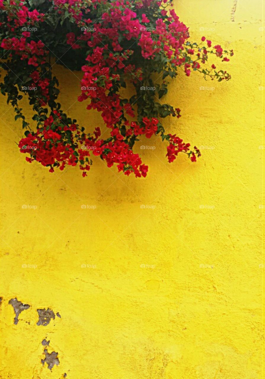 yellow and red can make you green. neighborhood wall in Mexico