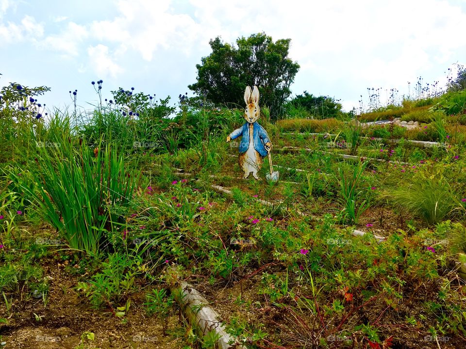Peter Rabbit in the field. 