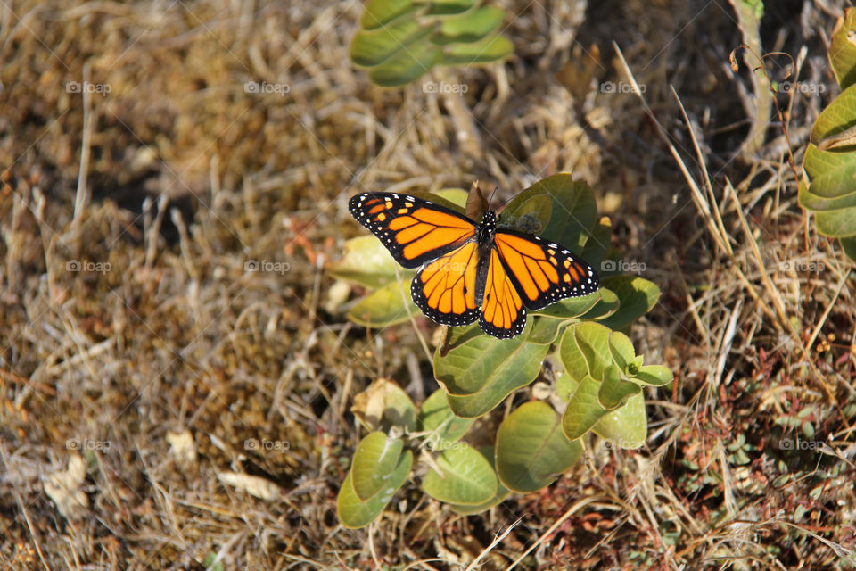 australia south australia orange butterfly by Ross.stuff