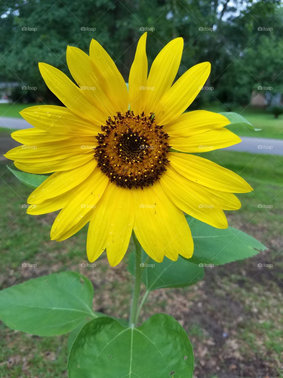 home grown sunflower