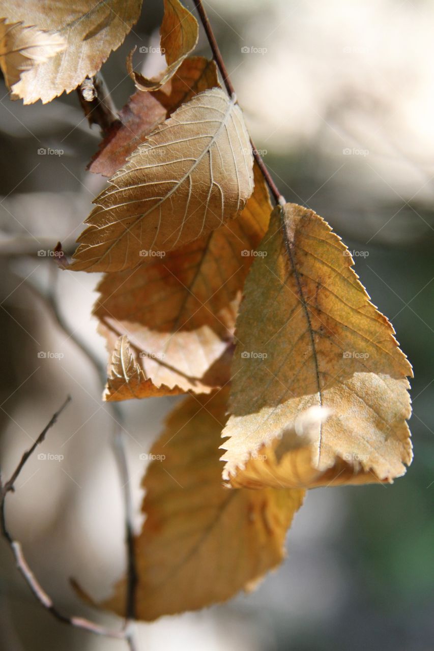 leaves browning.