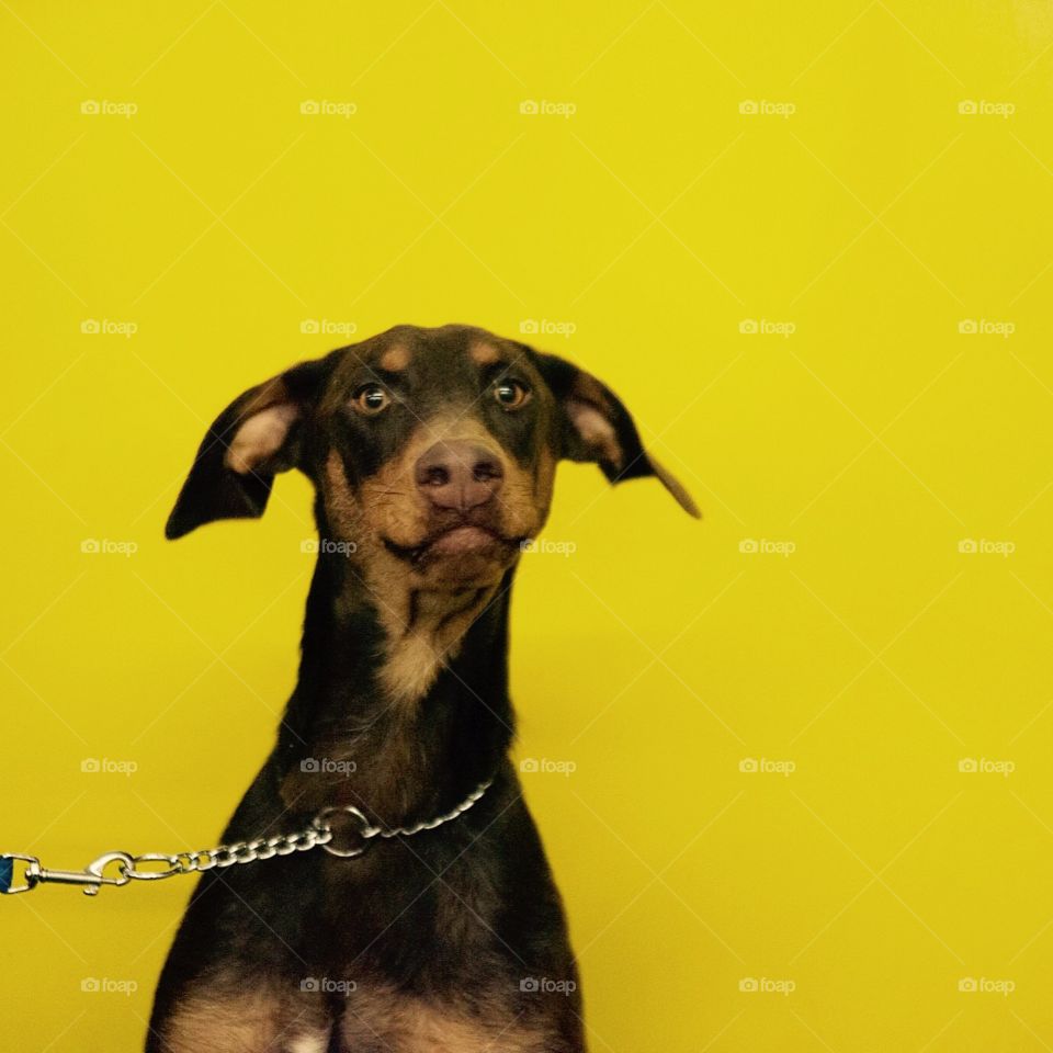 Dog on yellow
