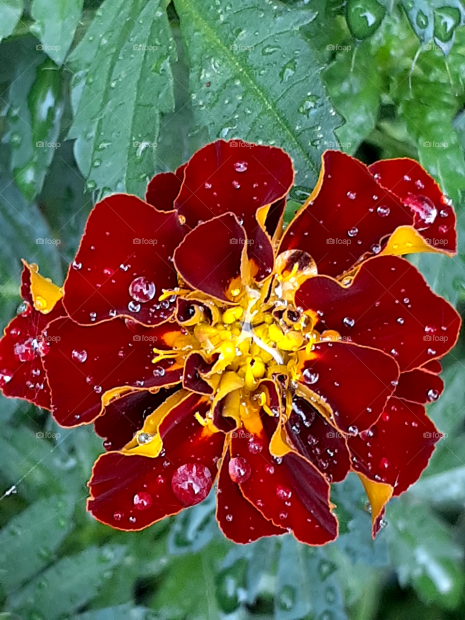 portrait  of a plant