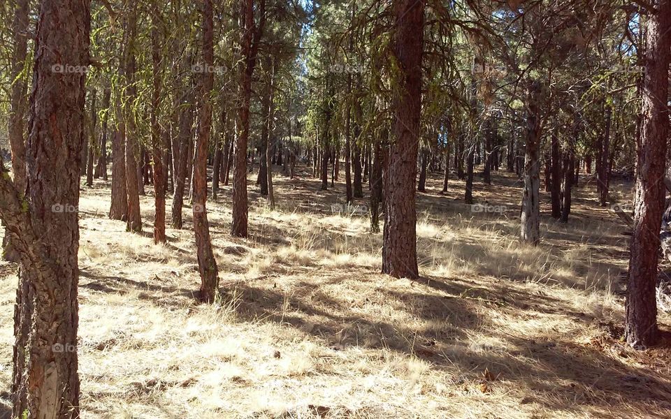 Tree, Wood, Landscape, Nature, Environment