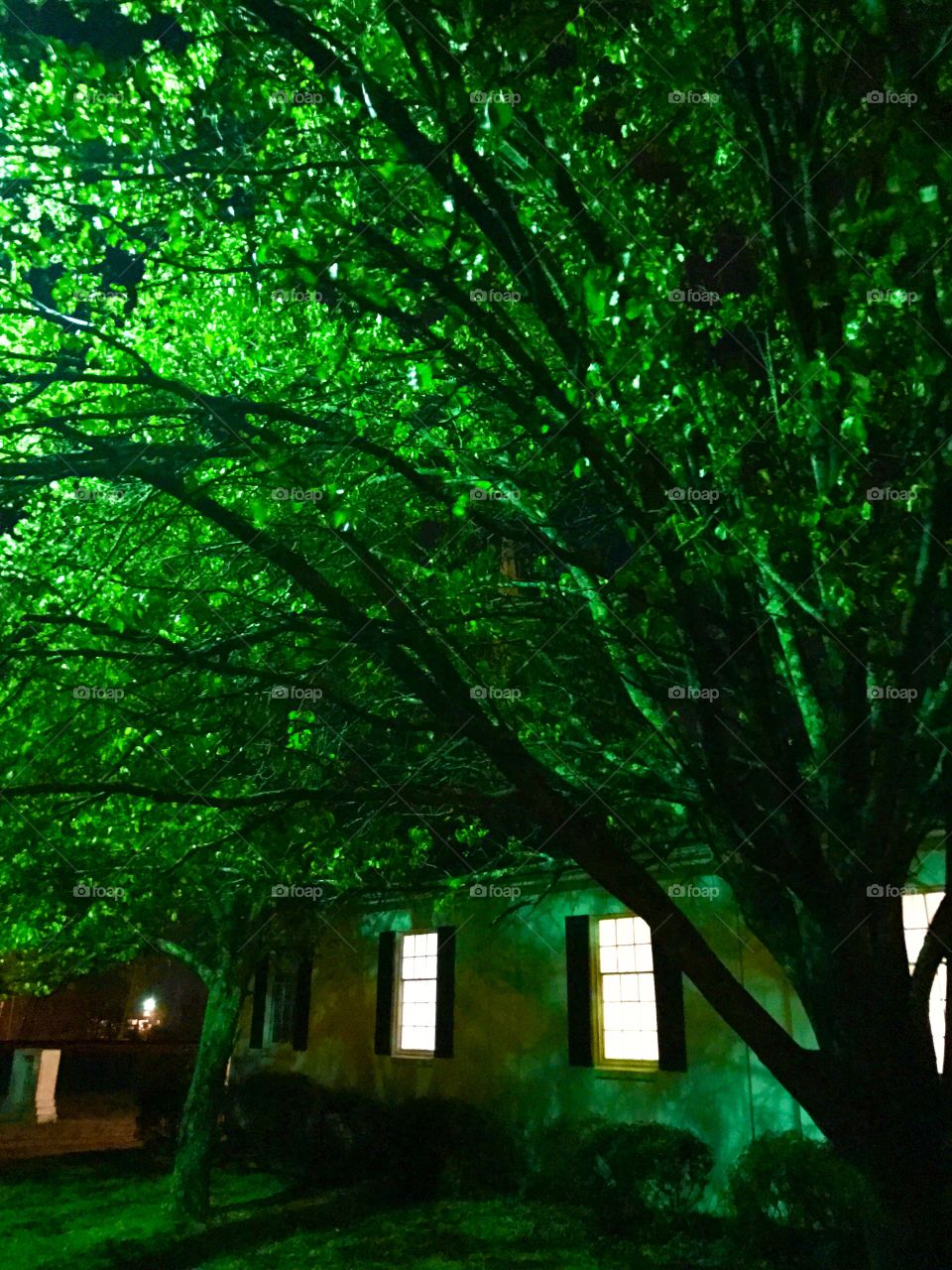 Glowing Night Green Tree