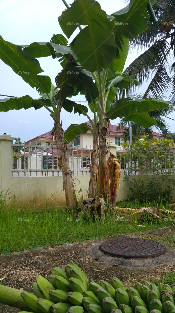 bananas tree