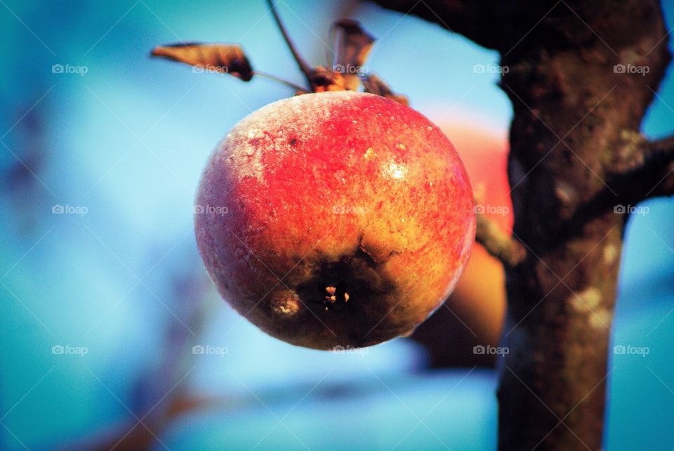 Apple