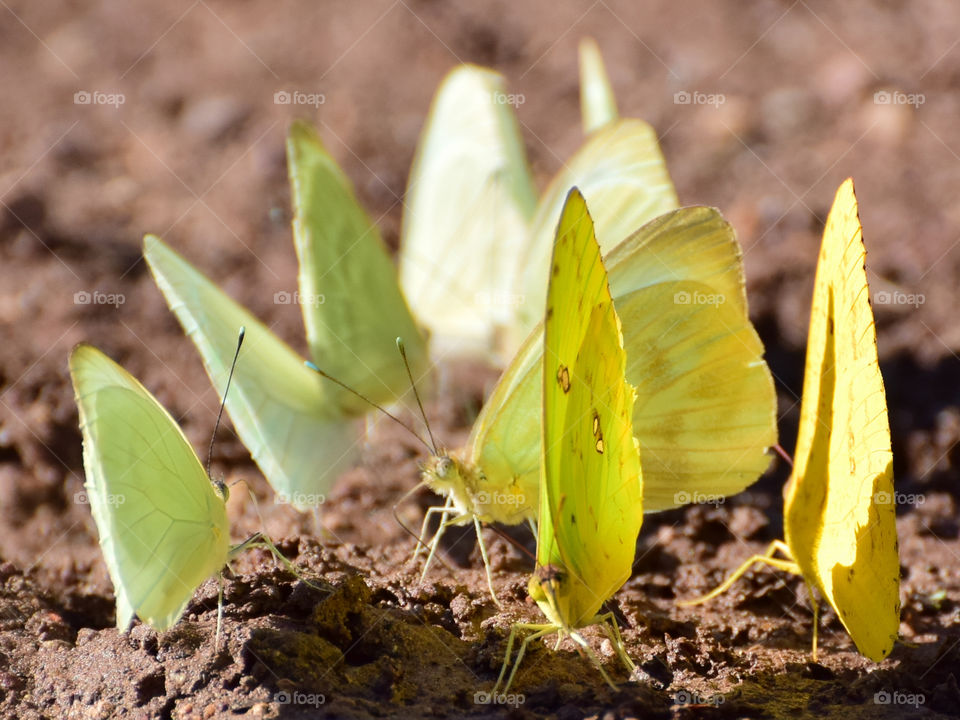 yellow butterfly