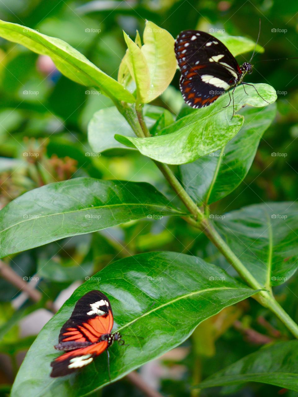 Red lacewing butterfly 