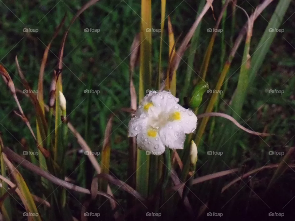 Flor 