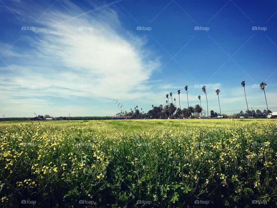 Field of yellow wildflowers with palm trees on the horizon 