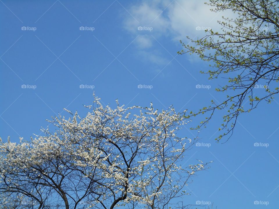 Tree, Branch, Winter, Snow, Landscape