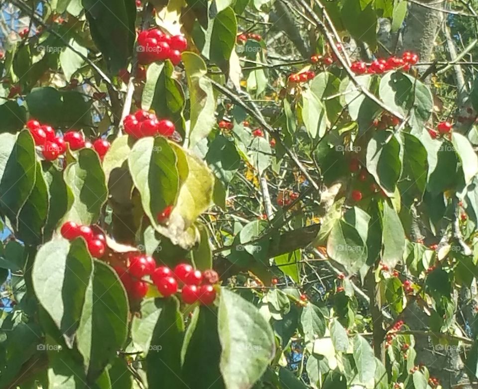 Honeysuckle Berries Tree