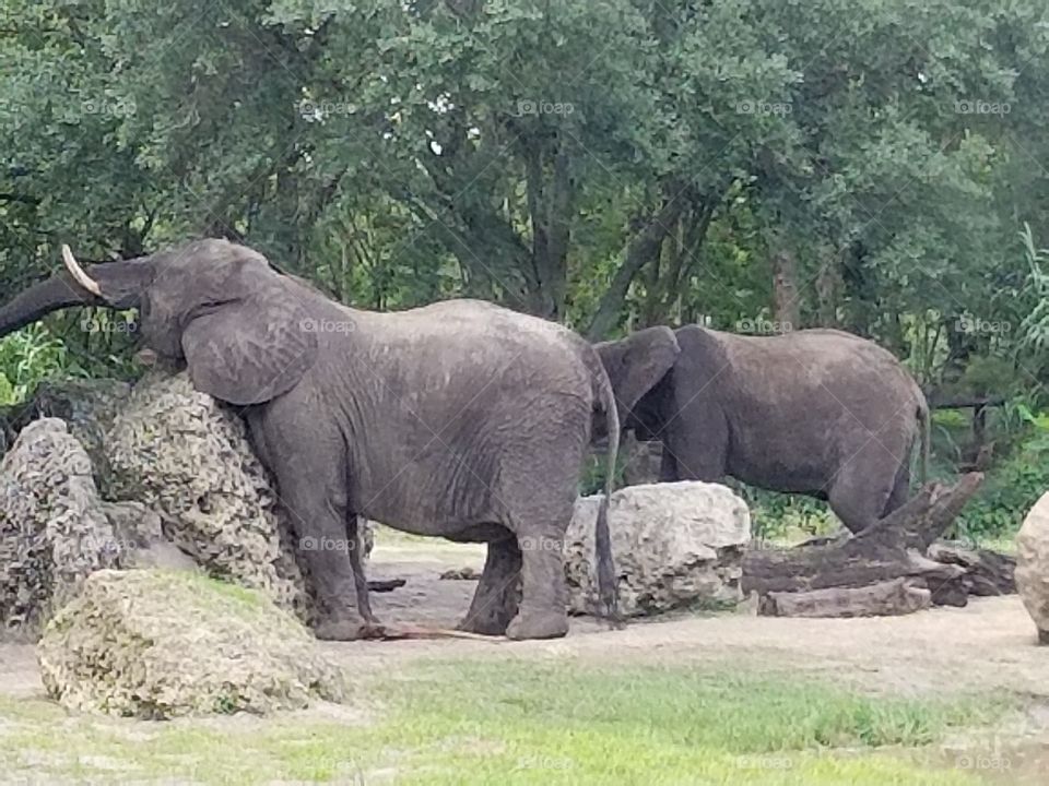 A herd of elephants make their way through the plains at Animal Kingdom at the Walt Disney World Resort in Orlando, Florida.