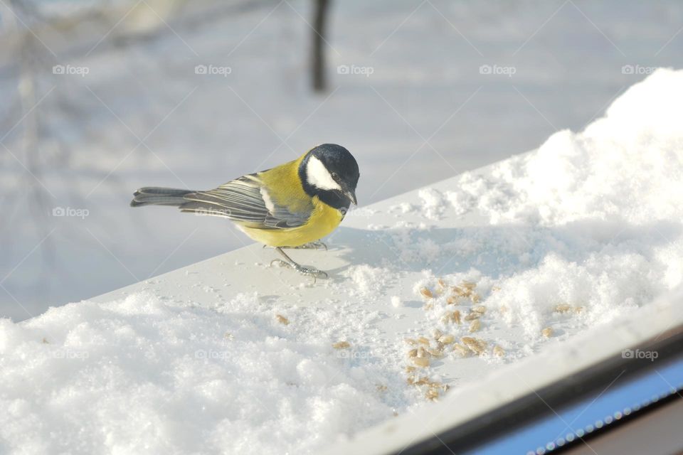 bird and seeds winter time frosty day window view