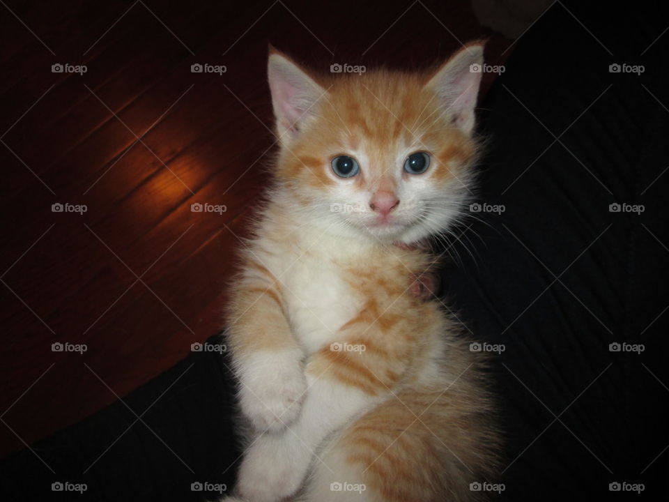 Orange kitten. a kitten from a high - kill shelter is rescued 